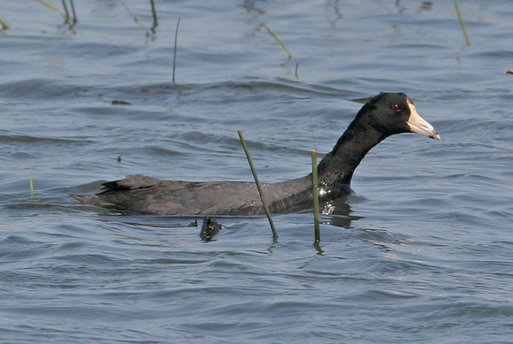 American Coot (Fulica americana)