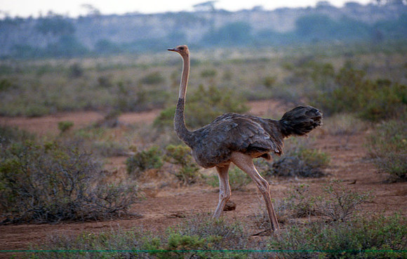 Common Ostrich (Struthio camelus)