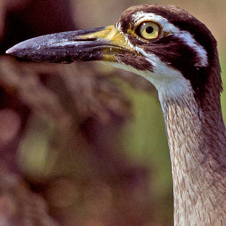 Beach Stone-curlew (Esacus magnirostris)