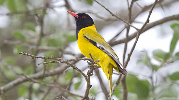 Black-headed Oriole (Oriolus larvatus)