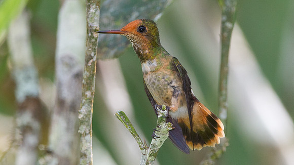 Rufous-Crested Coquette (Lophornis delattrei) - female