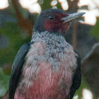Lewis's Woodpecker (Melanerpes lewis)