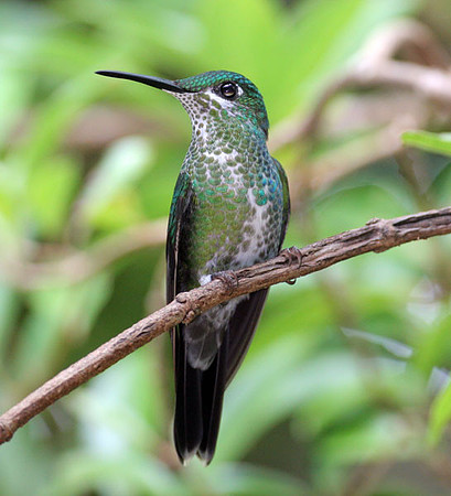 Green-crowned Brilliant (Heliodoxa jacula) female