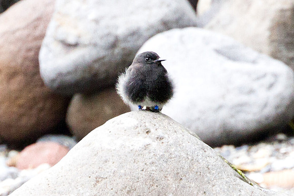 Black Phoebe (Sayornis nigricans)