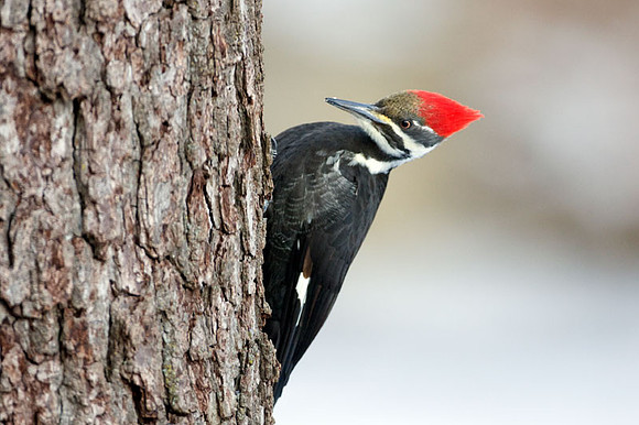 Pileated Woodpecker (Dryocopus pileatus) female
