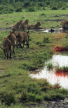 1988 Africa cheetah cub img447