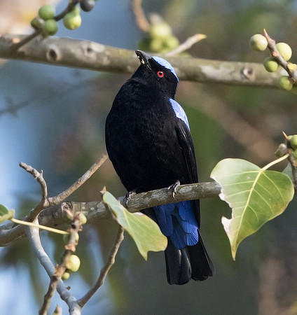 Asian fairy-bluebird (Irena puella) Male