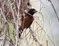 Crimson-backed Tanager (Ramphocelus dimidiatus)