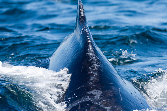 Humpback Whale (Megaptera novaeangliae)