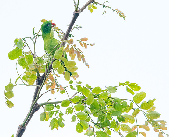 Yellow-throated hanging parrot (Loriculus pusillus)