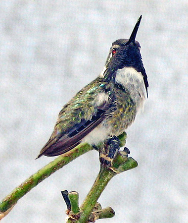 Costa's Hummingbird (Calypte costae) male