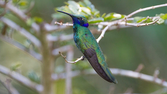 Sparkling Violetear (Colibri coruscans)