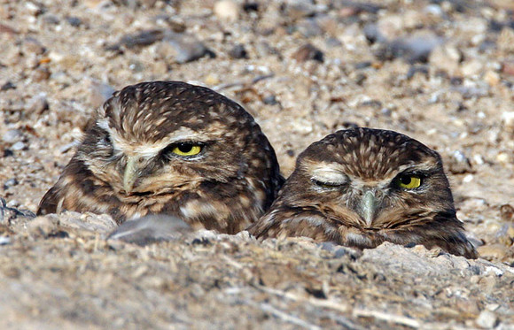 Burrowing Owl (Athene cunicularia)