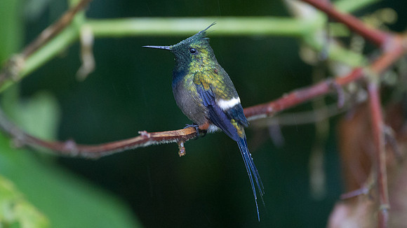 Black-bellied Thorntail (Discosura langsdorffi)