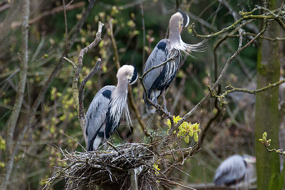 Great Blue Heron (Ardea herodias)