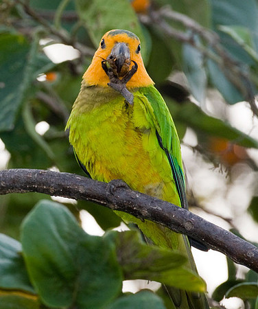 Brown-throated Parakeet (Aratinga pertinax) male