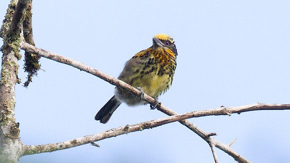 Gilded Barbet (Capito auratus)