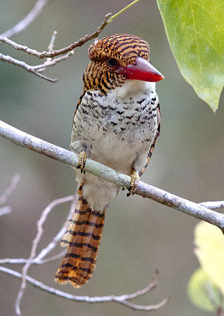 Banded Kingfisher (Lacedo pulchella) Female