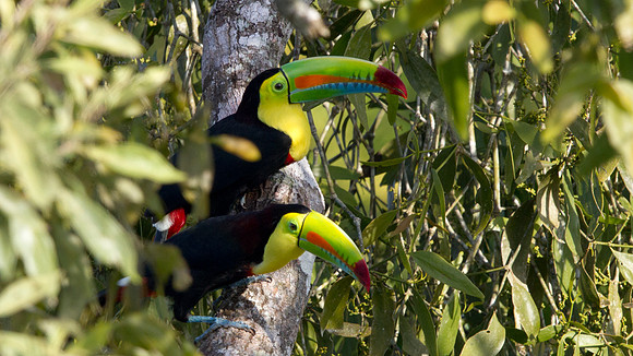 Keel-billed Toucan (Ramphastos sulfuratus)