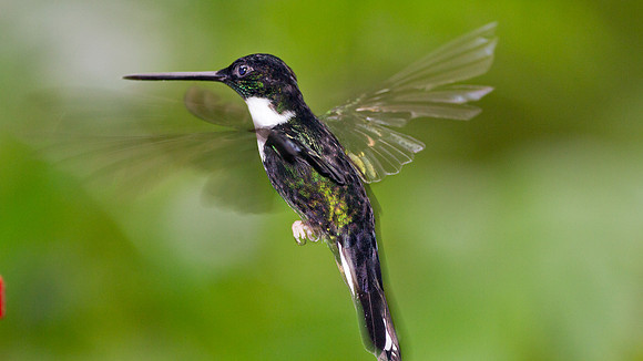Collared Inca (Coeligena torquata)