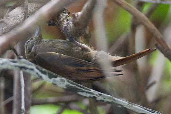 Plain Xenops (Xenops minutus)