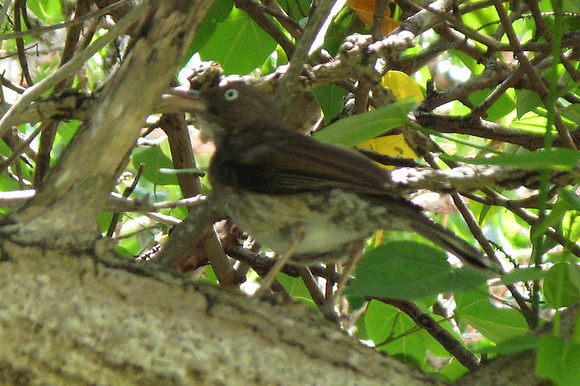Pearly-eyed Thrasher (Margarops fuscatus)
