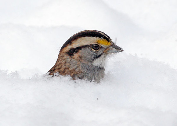 White-throated Sparrow (Zonotrichia albicollis)