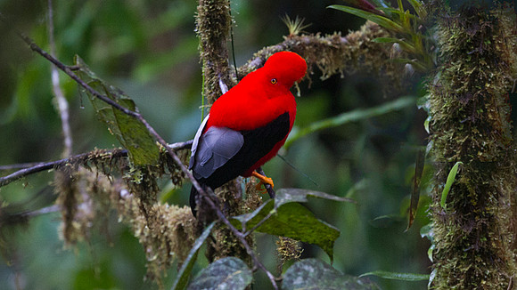 Andean Cock-of-the-rock (Rupicola peruvianus)