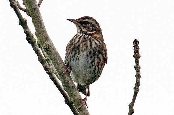 Redwing (Turdus iliacus)