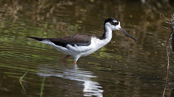 Black-necked Stilt (Himantopus mexicanus)