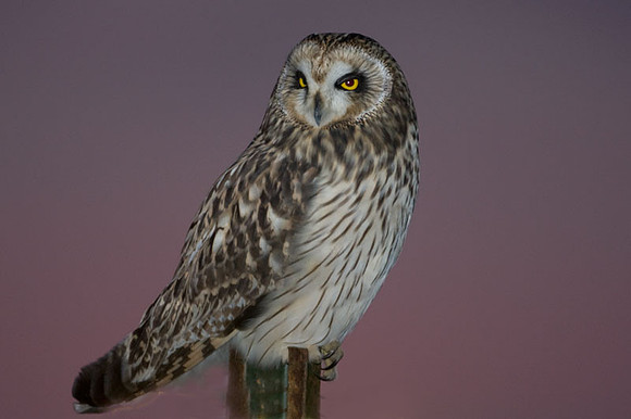 Short-eared Owl (Asio flammeus)