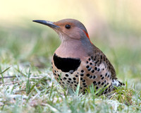 Northern flicker (Colaptes auratus) Female