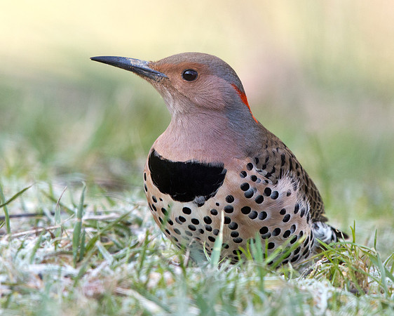 Northern flicker (Colaptes auratus) Female