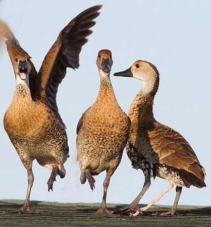 West Indian Whistling Duck (Dendrocygna arborea) also known as Black-billed Whistling Duck, Cuban Whistling Duck