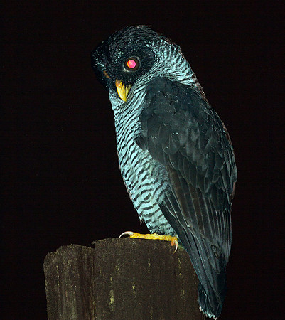 Black-and-white Owl (Strix nigrolineata)