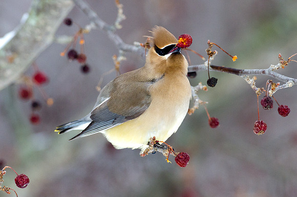 Cedar Waxwing (Bombycilla cedrorum)