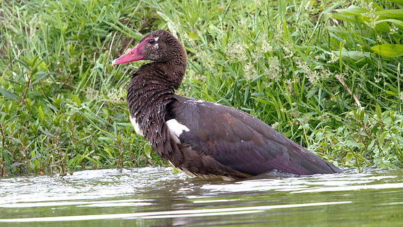 Spur-winged Goose (Plectropterus gambensis)