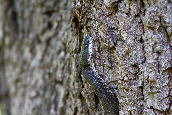 Black Rat Snake (Elaphe obsoleta obsoleta) climbing tree