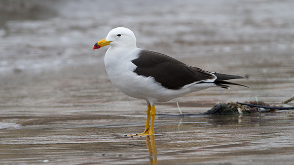 Belcher's Gull (Larus belcheri)