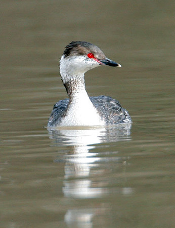 Horned Grebe (Podiceps auritus)