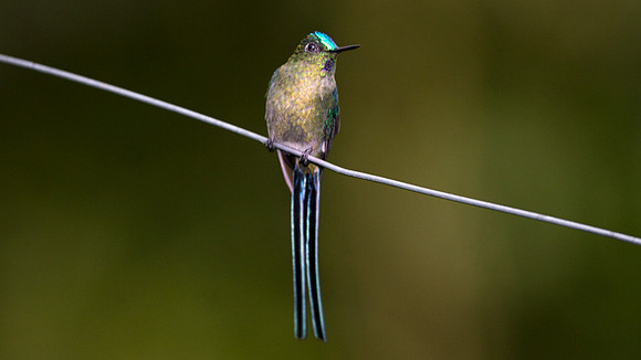 Long-tailed Sylph (Aglaiocercus kingi)