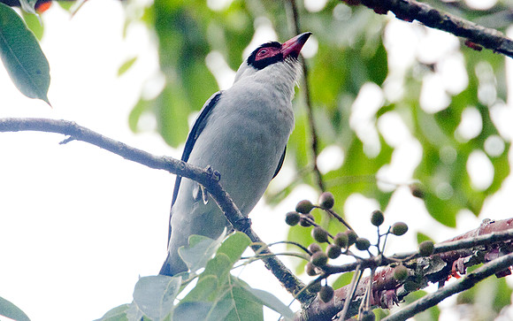 Masked Tityra (Tityra semifasciata) male