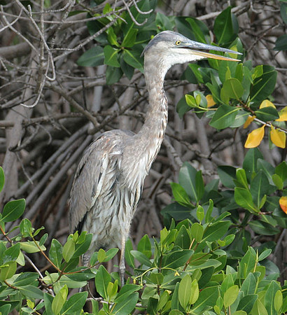 Great Blue Heron (Ardea herodias) immature