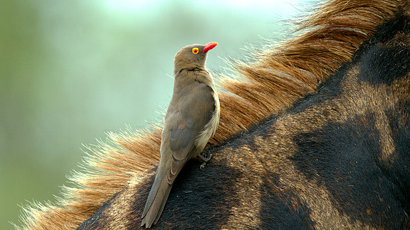Red-billed Oxpecker (Buphagus erythrorhynchus)