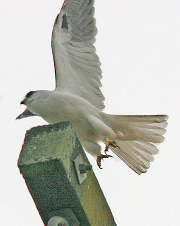 Black-shouldered Kite (Elanus axillaris) also known as Australian Black-shouldered Kite