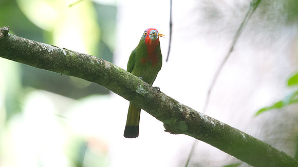 Red-bearded Bee-eater (Nyctyornis amictus)