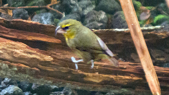 Maui Parrotbill (Pseudonestor xanthophrys)