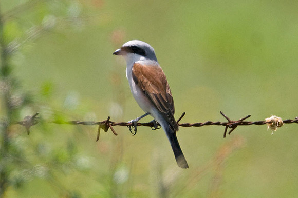 Red-backed Shrike (Lanius collurio) male