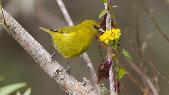 Hawaiʻi ʻAmakihi (Hemignathus virens)