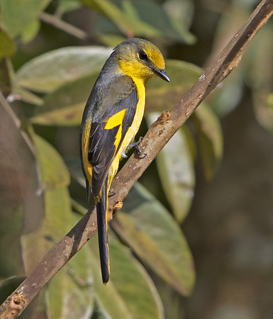 Long-tailed minivet (Pericrocotus ethologus)